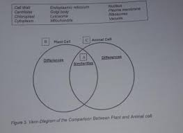 Prokaryotic and eukaryotic cells venn diagram shopnext co, plant cells and animal cells venn diagram by emon brawner on, venn diagram plant and animal cell venn diagram worksheet. What S Moreactivity 3 Fill Meldirections Copy The Venn Diagram In Your Sonycontrast Plant And Animal Brainly Ph
