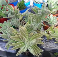 Image result for Aeollanthus parvifolius