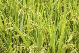 Growing Rice At Home Learn How To Grow Rice Growing Rice Organic Gardening Tips Plants