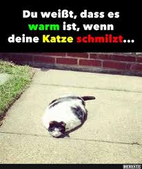 27 03 2016 entdecke die pinnwand sprüche mit tieren von sarah gräser. Du Weisst Das Es Warm Ist Wenn Deine Katze Schmiltz Lustige Tierbilder Tiere Lustige Haustiere