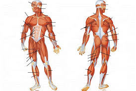 A stout and short muscle lying posterior to the acromiodeltoid. Muscular Anatomy Lower Body Diagram Quizlet