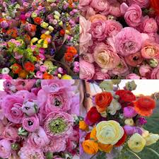 Image result for Ranunculus raeae