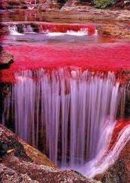 May 26, 2021 · ivan mikolji muestra los peces del orinoco en una galería de miami. 53 Ideas De Cano Cristales Cano Cristales Paisajes De Colombia Colombia