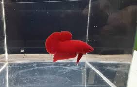 Ikan cupang pk super red. Jenis Jenis Ikan Cupang Plakat Di Dunia Cupang Sehat