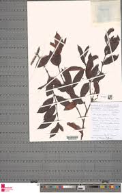 Image result for Aneulophus africanus