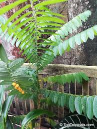 Image result for Phyllanthus beillei