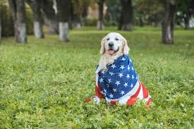They are akc registered, potty American Golden Retriever Is This The Best Goldie For You K9 Web