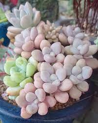 Moonstones Pachyphytum In 2021 Types Of Succulents Windowsill Garden Succulents
