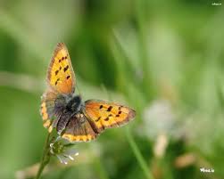 Choose from 540+ yellow butterfly graphic resources and download in the form of png, eps, ai or psd. Beautiful Yellow Butterfly Wallpaper