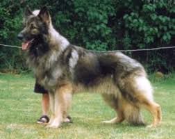 Rhonda van emon, brick chapel shilohs website: Lobo Shiloh Shepherd Puppies Breeders Amp Shepherds For Sale Riverwind Shilohs Issr Shiloh Shepherd Shiloh Shepherd Dog Shiloh