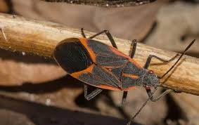 880 liberty street ne #111 salem, or 97301. Quality Commercial Pest Control Solutions For Oregon