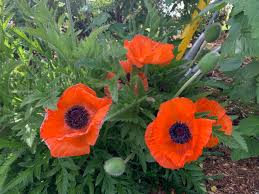 Image result for Poppy Red 1995 AAV