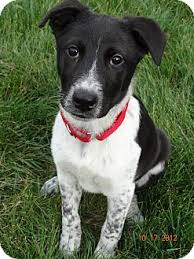 Pet leveling guidegiving advice (self.adoptmerbx). Naperville Il Border Collie Meet Speckles A Pet For Adoption