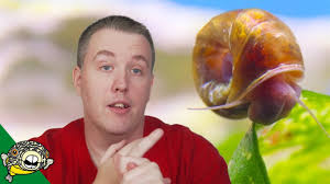 The best thing you can do to prevent pest snails from showing up is to always be very diligent when the copper can latch onto the glass and come out later and kill off wanted shell fish or coral in salt water tanks. How To Get Rid Of Snails In An Aquarium Guides