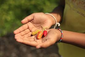 • 1,4 млн просмотров 1 месяц назад. Hd Wallpaper Person Holding Peppers Human People Sidemen Indonesia Vegetable Wallpaper Flare