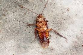 Terminate pest control offers affordable, effective and professional pest management with branches in cornwall and brighton, our expert pest technicians offer a fast response to your pest problems. With Over 26 Years Of Experience In The Pest And Weed Control Industry Kauffman Is The Team For You We Are Servicing Colorado And New Mexico Give Us A Call Today