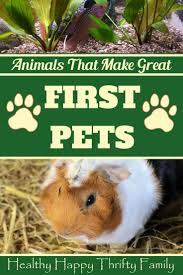 Animals That Make Great First Pets Easy To Care For And Friendly Pets Kids Parenting Best Pets For Kids Easy Pets Animals For Kids