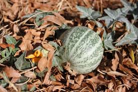 Image result for Cucurbita