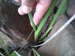 Image result for Dierama formosum