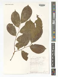 Image result for Crudia