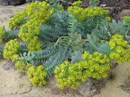 Image result for Euphorbia eranthes