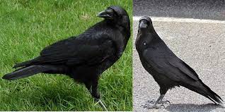Eu nu stiu diferenta:|.doar la gem de prune.renumitul magiun. Care Este Diferenta Dintre Cioara Si Corb