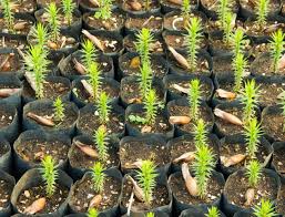 Spring gardens nursery was started in 1993 by owner richard gieseke, who has been in the landscape and nursery business for over 30 years. Top 30 Plant Nurseries In Bardhaman Best Nursery Plant Suppliers Justdial