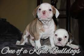 We have a variety of olde english bulldogge puppies for sale. Rocky Roulette Old English Bulldogge Puppies One Of A Kind Bulldogs