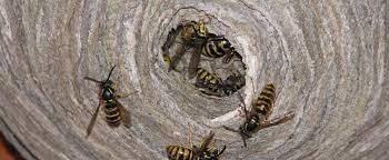 Essaim de guepe que faire. Nid De Guepes Sous Votre Toiture Que Faire Toiture Unix