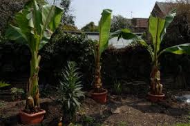 Image result for Ensete ventricosum