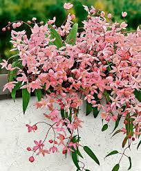 Clematis armandii apple blossom is one of the most popular evergreen climbers. Clematis Apple Blossom Product Photo Flowering Vines Clematis Armandii Blossom Trees