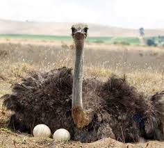 Rhea Bird Eggs For Sale Pin By Leola Butcher On Ostrich Ostriches Animals Cute Animals