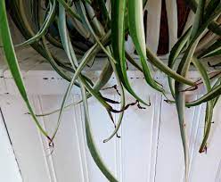 If the plant receives too little sunlight, you will notice that the edges of the leaves will start to wilt. Troubleshooting Spider Plant Problems My Spider Plant Has Black Tips