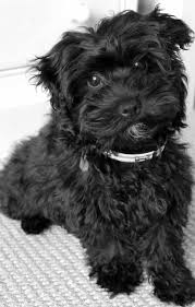 My Pup Fergie She A Silky Poodle Cross Cute Dogs Cocker Poodle Cute Animals