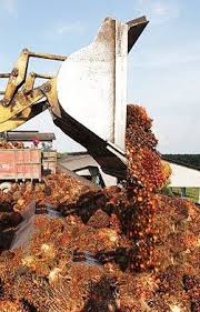Fresh Fruit Arrives From The Field As Bunches Or Loose Fruit And Are Weighted The Mill Can Prevent Or Minimise Further Deterioration Palm Oil Palm Fresh Fruit