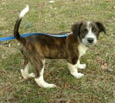 Homeabout usour goldenspuppy stagesthe gallerypuppy gallerylitterscontact uslinkscards. Adopt Parker On Petfinder Plott Hound Plott Hound Mix Dog Adoption