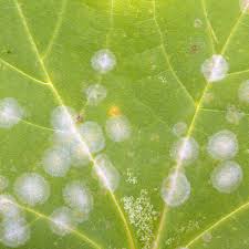 ウンベラータを枯らしたくない 病気やハダニ対策まとめ Horti ホルティ By Greensnap