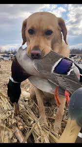 Gateway HRC members Ben Kuhn (Cooper) and Zach Sandknop (Ted) spent the  morning duck hunting together. How is your season going? We'd love to see  and share your pictures to our page!