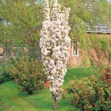 Get latest info on cherry trees, suppliers, manufacturers, wholesalers, traders, wholesale suppliers with cherry trees prices for buying. 10 Kirsikka Ideas Kirsikka Puutarha