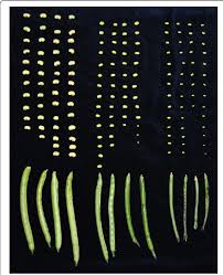 4 place your tulip seeds in a ziploc plastic bag to allow them to germinate. Pods Of Cowpea With Their Respective Seeds Used In The Current Study Download Scientific Diagram