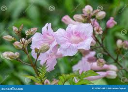 Image result for Podranea