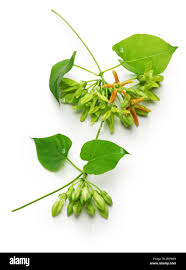 Image result for Telosma