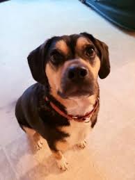 Pmhs, located in the county complex at 221 county farm road, dover, nh cares for approximately 1,000 animals per year. Ctadawahjnwp6m