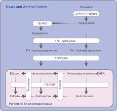 The association between menopause symptoms and decreased cancer risk did not change even after the researchers accounted for other known factors, such as obesity. Ovarian Ablation For Premenopausal Breast Cancer A Review Of Treatment Considerations And The Impact Of Premature Menopause Cancer Treatment Reviews
