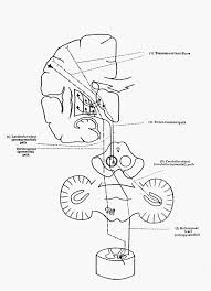 Extrapyramidal System Motor Ganglia And Movement Disorders Semantic Scholar