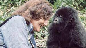 We did not find results for: Muere Poppy La Ultima Gran Protagonista De Gorilas En La Niebla