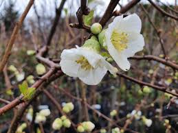 Chaenomeles superba fascination (flowering quince). Flowering Quince New Zealand Easy Big Trees