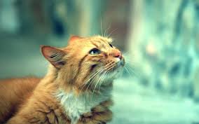 A heart murmur may be heard by your vet when he or she listens to your cat's heart. Silent Killers Of Cats And Their Symptoms Close Veterinary Clinic