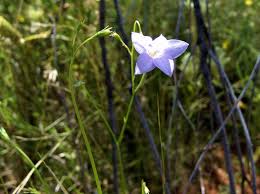 Image result for Wahlenbergia capitata