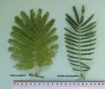 Image result for Ascolepis lineariglumis